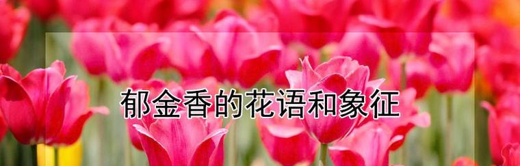 黄郁金香的花语是什么？黄郁金香的寓意是什么？