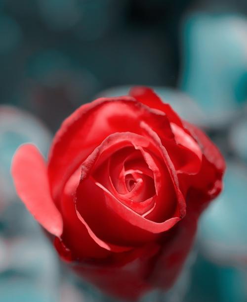 粉色玫瑰花代表的含义是什么？粉色玫瑰的象征意义是什么？