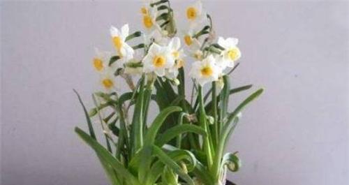水仙花语是什么象征？水仙花的寓意是什么？