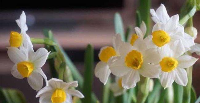 水仙花语是什么象征？水仙花的寓意是什么？