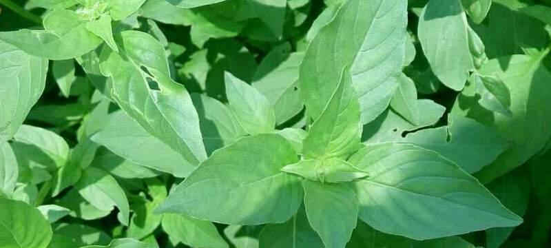 荆芥叶子发黑怎么办？荆芥叶子发黑的原因及解决方法有哪些？