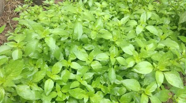 荆芥叶子发黑怎么办？荆芥叶子发黑的原因及解决方法有哪些？