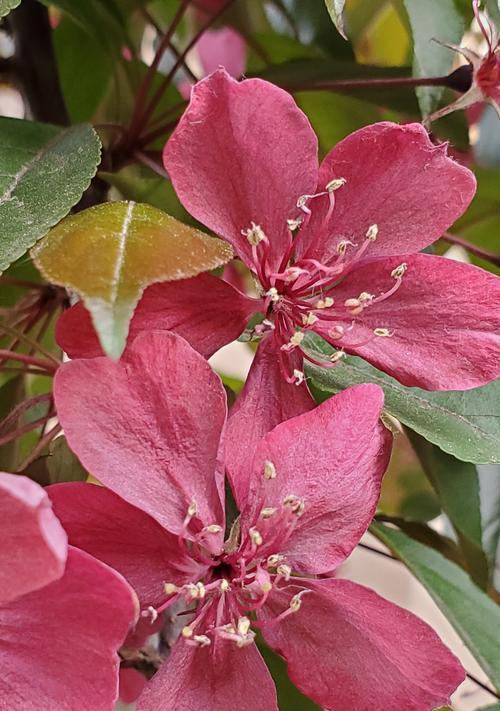 桃树的花是什么颜色？不同品种的桃树花色代表什么？