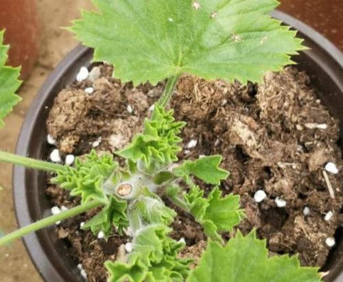 天竹葵摘心打顶什么时间合适？具体方法有哪些？