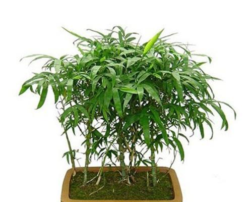 佛肚竹用什么盆栽好？佛肚竹适合哪种花盆？