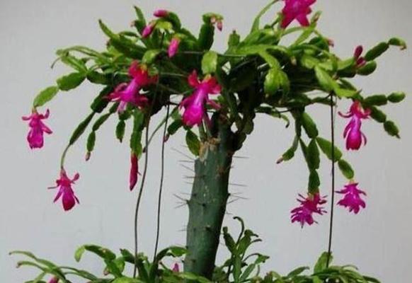 蟹爪兰多久浇一次水？不同季节浇水频率有何不同？
