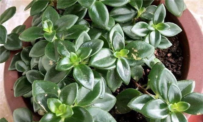 金鱼吊兰几天浇一次水？春夏秋冬浇水频率有何不同？