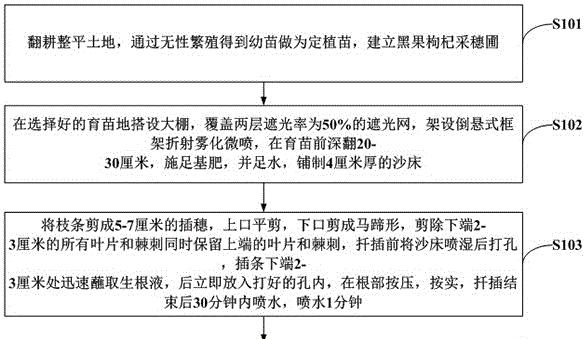 发财树怎么扦插繁殖才能发根？具体方法是什么？
