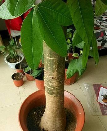 发财树怎么扦插繁殖才能发根？具体方法是什么？