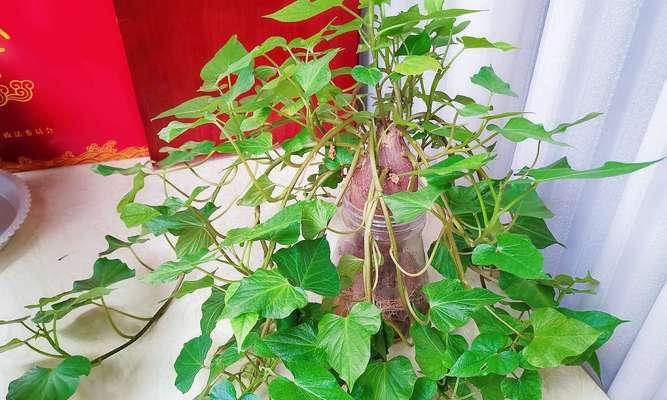 地瓜开花了还能吃吗？开花对地瓜品质有何影响？