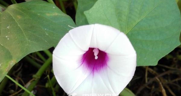 地瓜开花了还能吃吗？开花对地瓜品质有何影响？