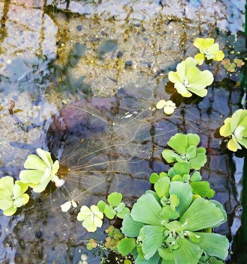 水芙蓉怎么养才能长好？养护技巧有哪些？