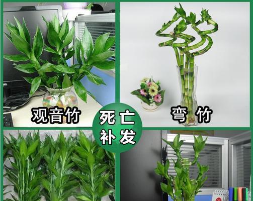 莲花竹怎么养才能长得好？养护要点有哪些？