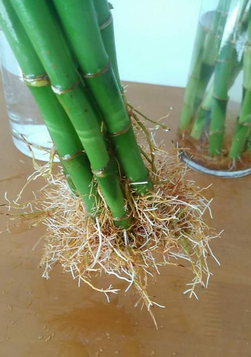 莲花竹怎么养才能长得好？养护要点有哪些？