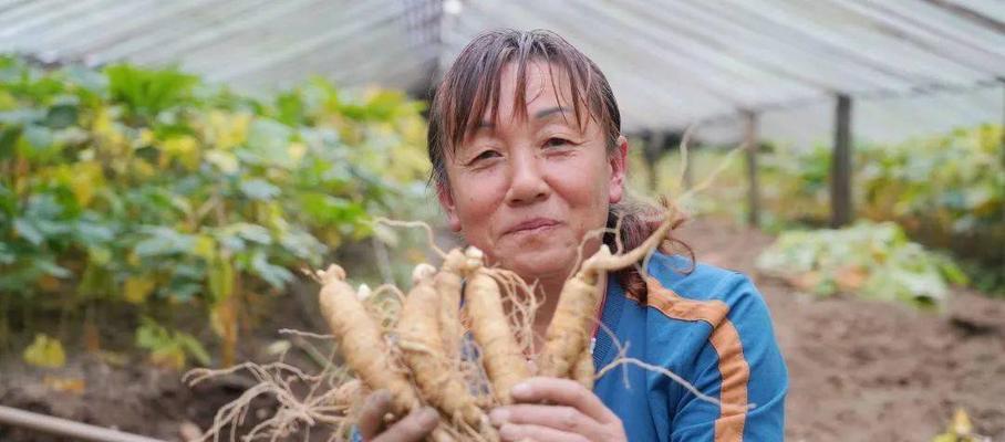 西洋参什么时候挖最好？挖参方法是什么？