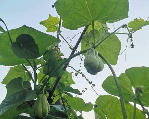 佛手瓜几月份开花结果？开花结果的条件是什么？
