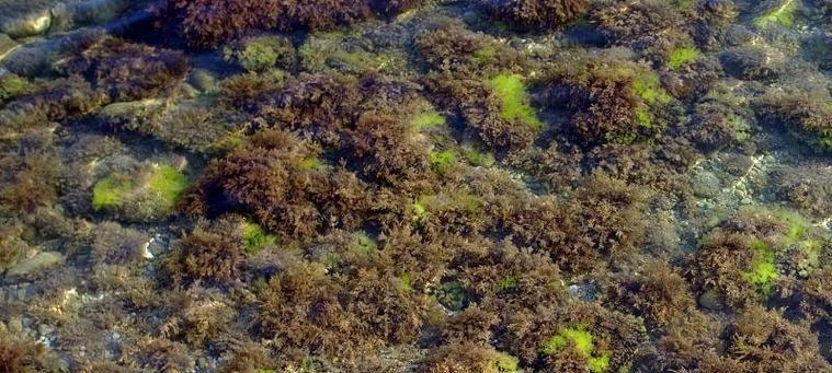 海带生长在什么地方？海带的生长环境是怎样的？