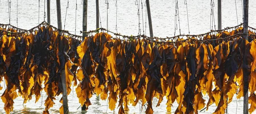 海带生长在什么地方？海带的生长环境是怎样的？