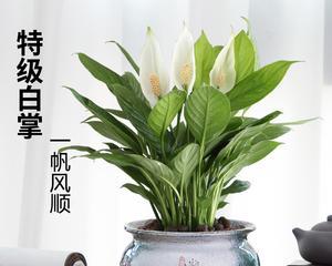 一帆风顺水培怎么养才能更旺盛？养护技巧有哪些？