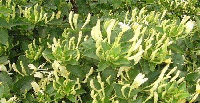 金银花叶片发黄原因是什么？处理方法有哪些？