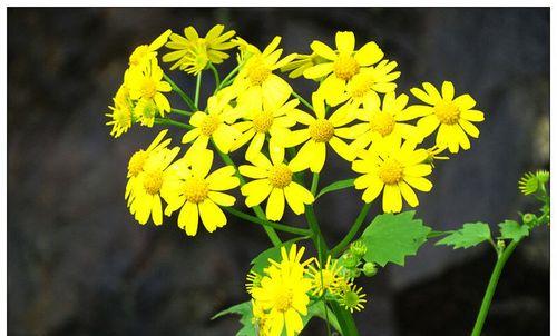 野菊花长什么样子？野菊花的功效有哪些？
