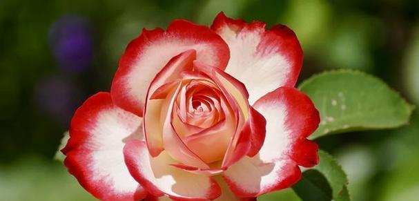 黄月季花语象征与寓意是什么？不同颜色黄月季代表什么含义？