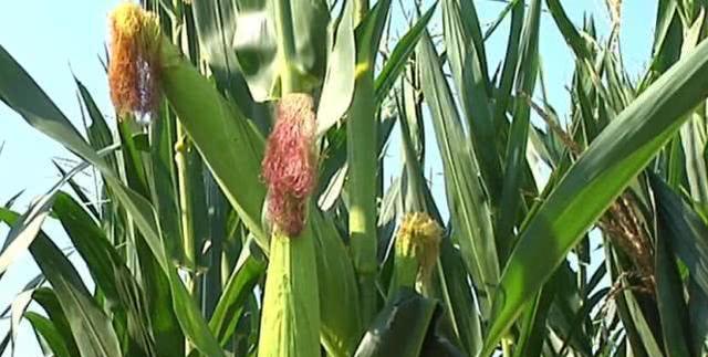 玉米成熟期多少天？种植到成熟需要几个月？