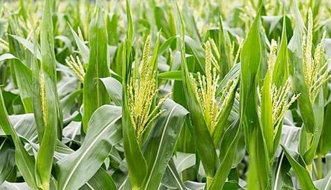 玉米成熟期多少天？种植到成熟需要几个月？
