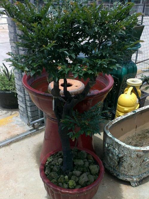 黑骨茶掉叶子怎么办？黑骨茶掉叶子的原因和处理方法是什么？