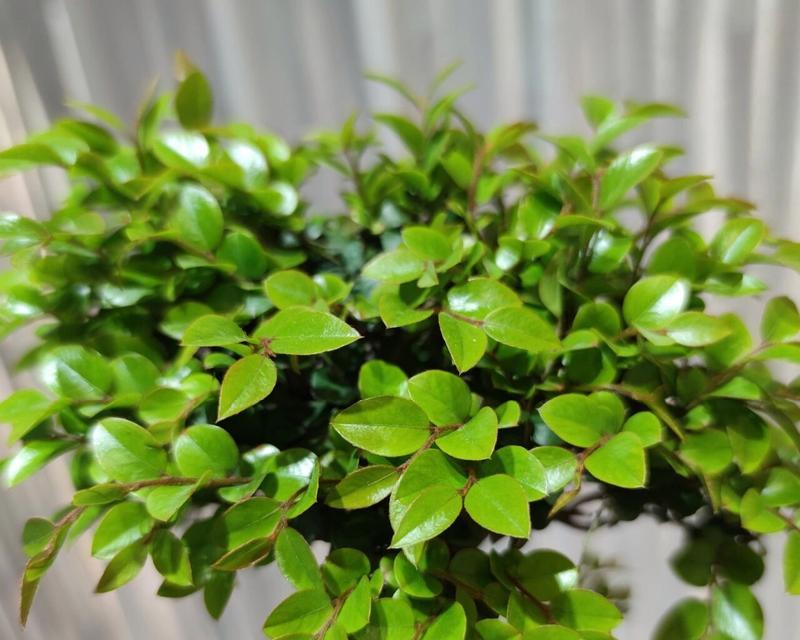 黑骨茶掉叶子怎么办？黑骨茶掉叶子的原因和处理方法是什么？