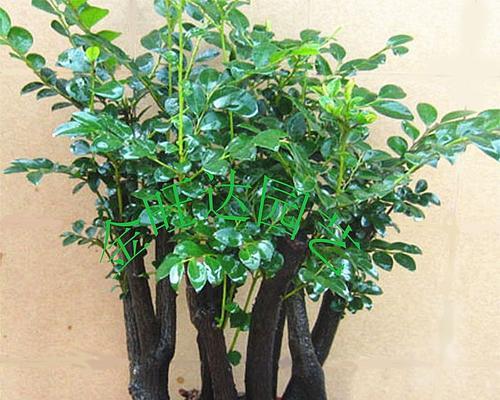 黑骨茶掉叶子怎么办？黑骨茶掉叶子的原因和处理方法是什么？