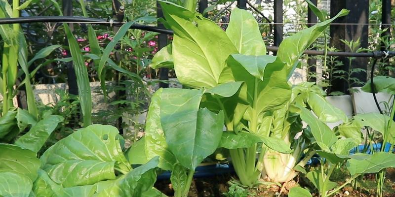 根达菜几月份种植合适？根达菜的种植时间如何选择？