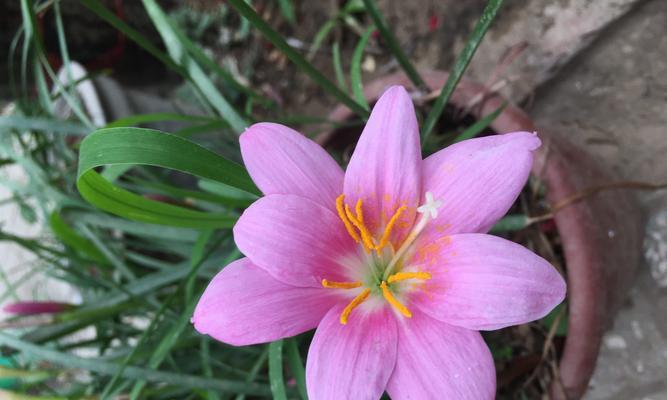 韭菜会开花吗？韭菜一般什么时候开花？