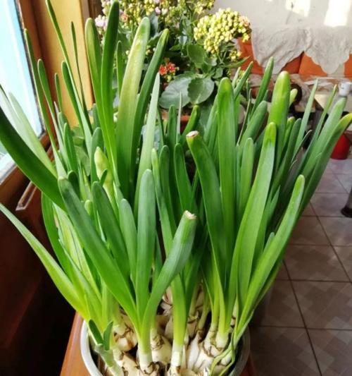韭菜会开花吗？韭菜一般什么时候开花？