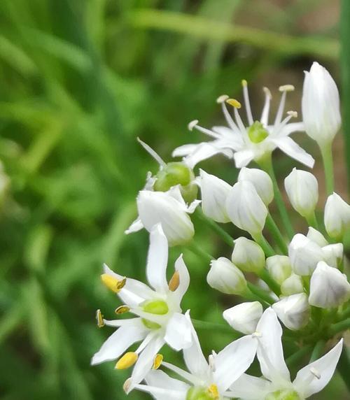 韭菜会开花吗？韭菜一般什么时候开花？