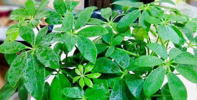 石榴是喜阴还是喜阳光的植物？石榴的养护环境是怎样的？