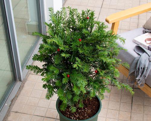 红豆杉可以盆栽吗？红豆杉盆栽的养护方法是什么？