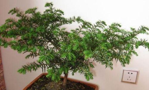 红豆杉可以盆栽吗？红豆杉盆栽的养护方法是什么？
