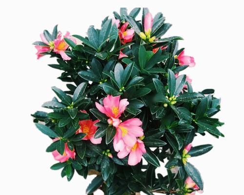 杜鹃茶花耐寒吗？杜鹃茶花的养护温度是多少？