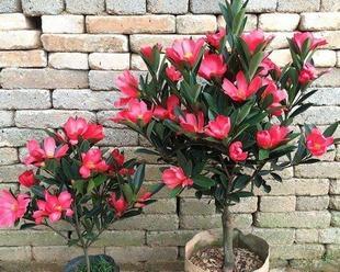 杜鹃茶花耐寒吗？杜鹃茶花的养护温度是多少？