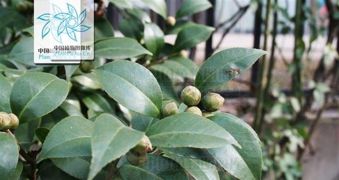 杜鹃茶花耐寒吗？杜鹃茶花的养护温度是多少？