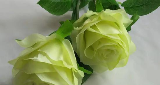 和白玫瑰很像的花有哪些？它们有什么不同？