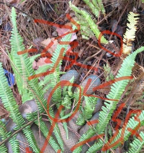 金花茶是蕨类植物吗？金花茶的植物分类是什么？