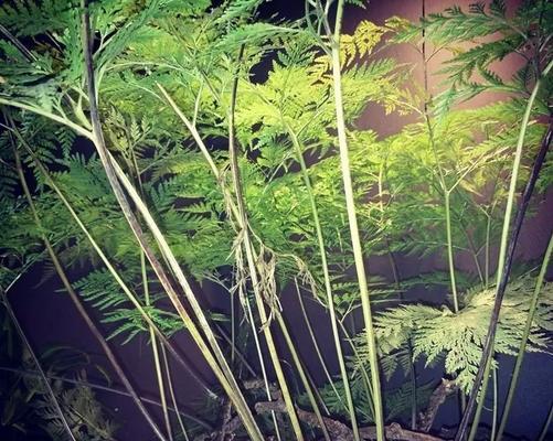 金花茶是蕨类植物吗？金花茶的植物分类是什么？