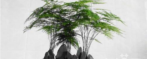 文竹怎么水培养？文竹水培方法和注意事项是什么？