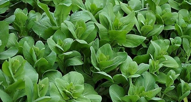 油菜生长需要什么条件？油菜的生长特性有哪些？