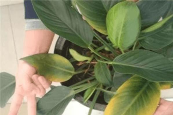 绿植掉叶子怎么办？绿植掉叶子原因和处理方法是什么？