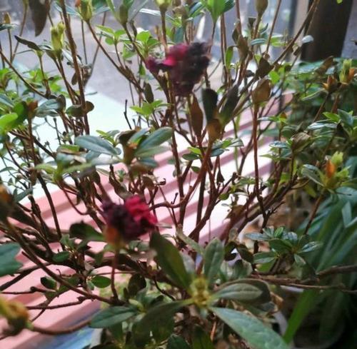绿植掉叶子怎么办？绿植掉叶子原因和处理方法是什么？