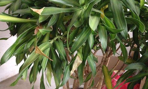 绿植掉叶子怎么办？绿植掉叶子原因和处理方法是什么？