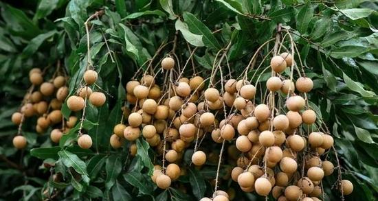 桂圆成熟的季节是几月？桂圆的采摘时间是什么时候？
